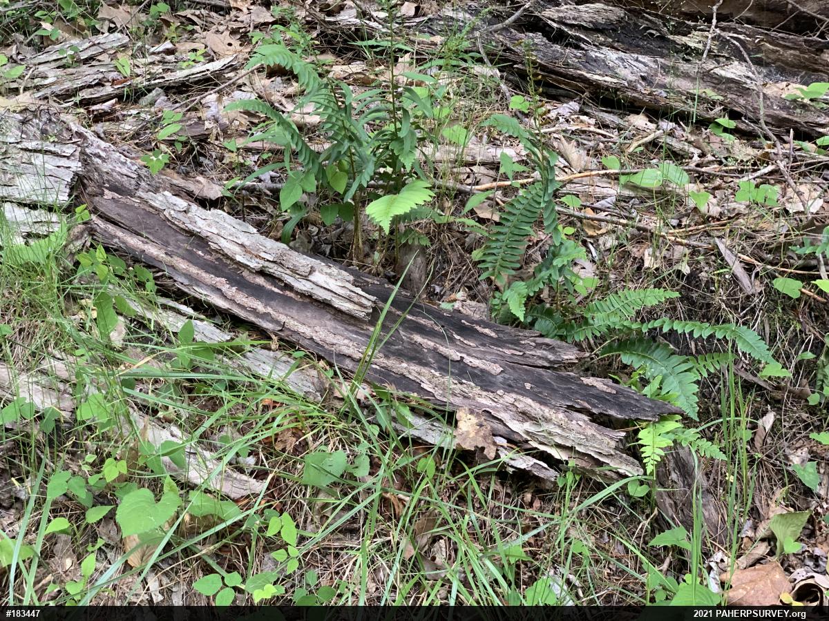 Four-toed Salamander