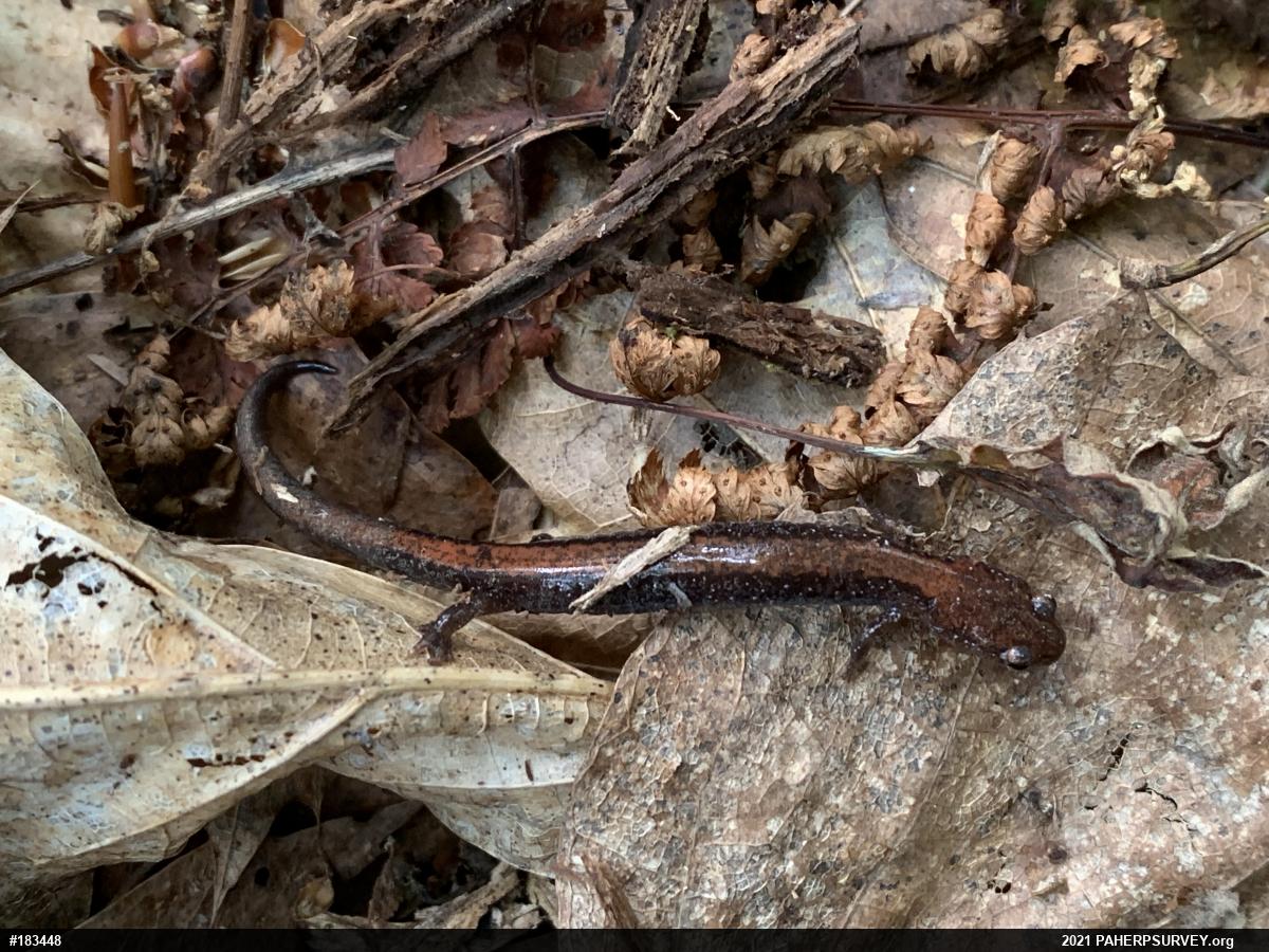 Eastern Red-backed  Salamander