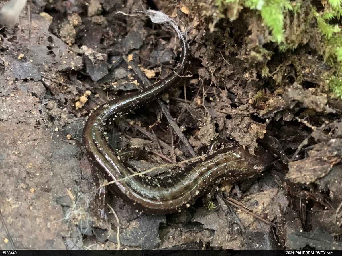 Allegheny Mountain Dusky Salamander