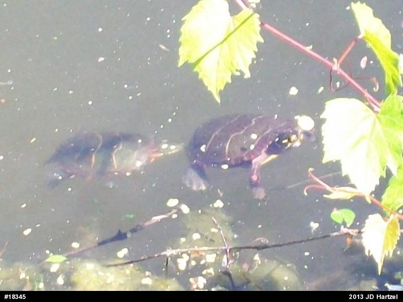 Eastern Painted Turtle