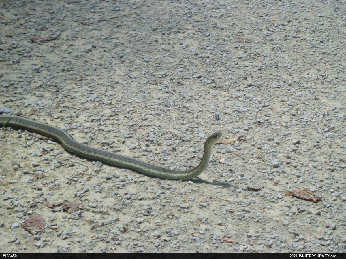 Eastern Gartersnake