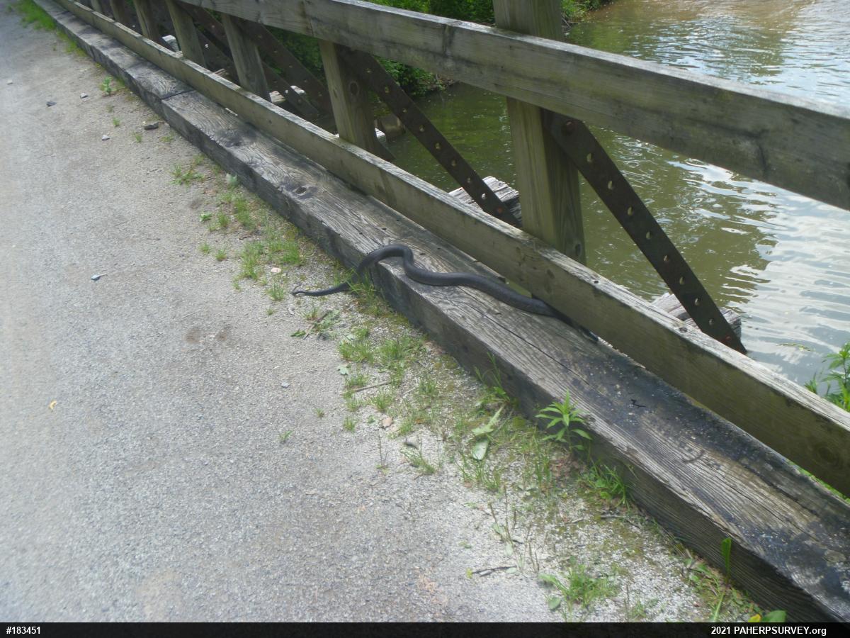 Eastern Ratsnake