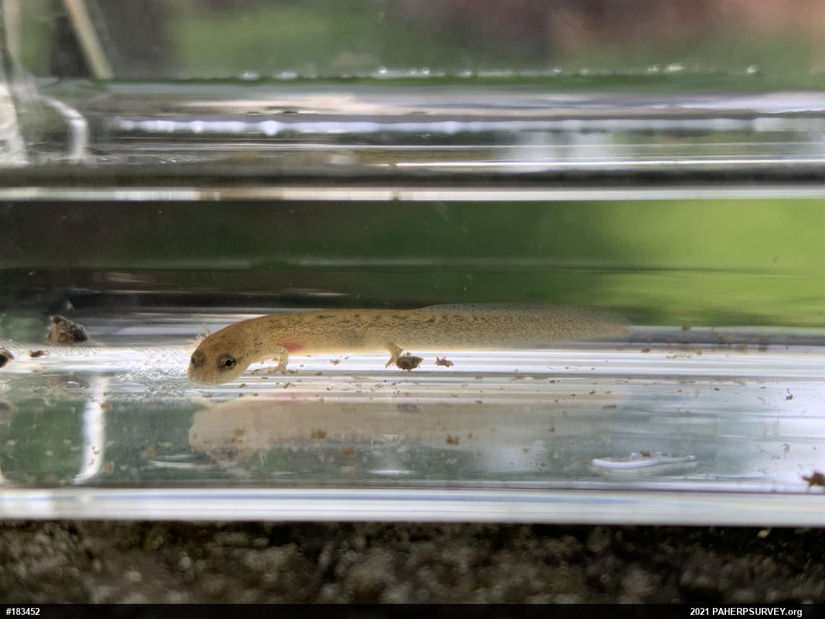 Northern Two-lined Salamander
