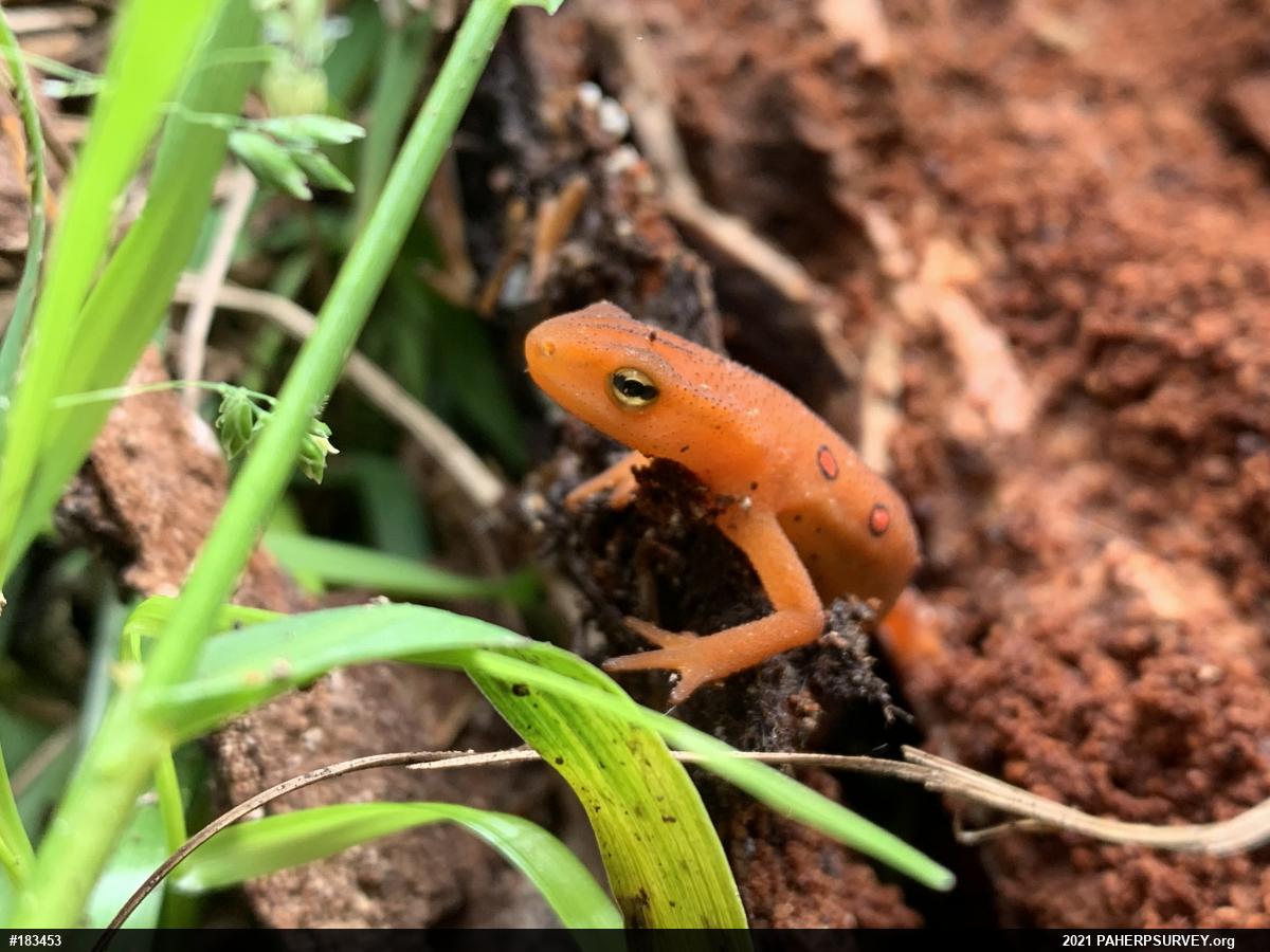 Red-spotted Newt