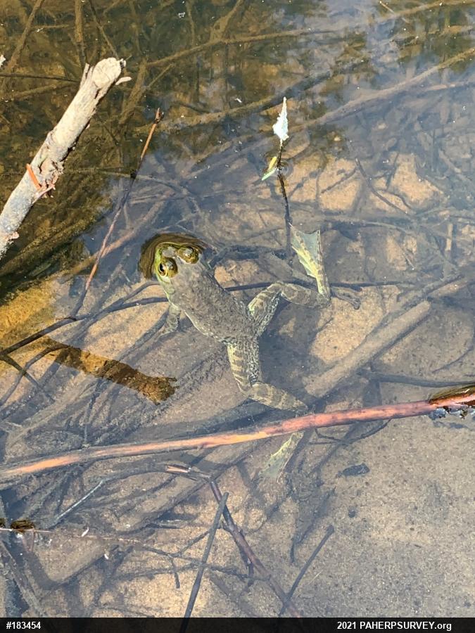 American Bullfrog