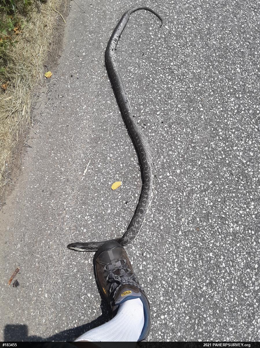 Eastern Ratsnake