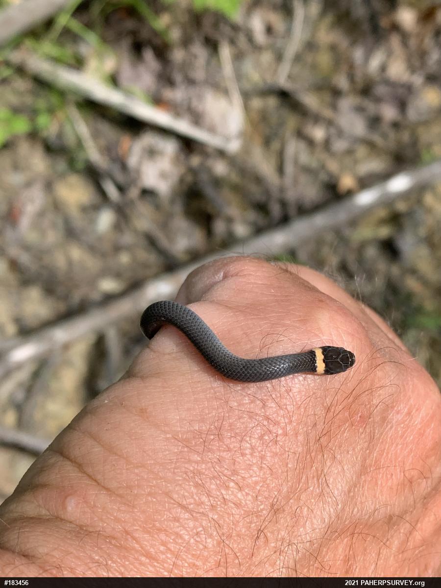 Northern Ring-necked Snake