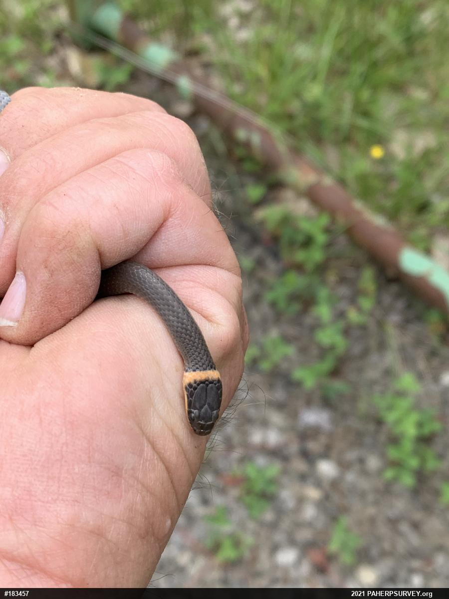 Northern Ring-necked Snake
