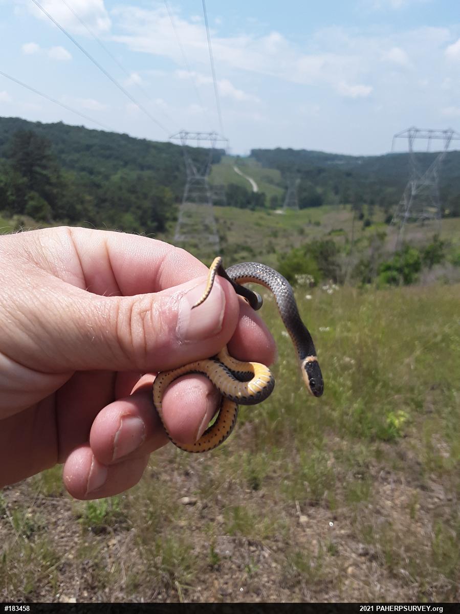 Northern Ring-necked Snake