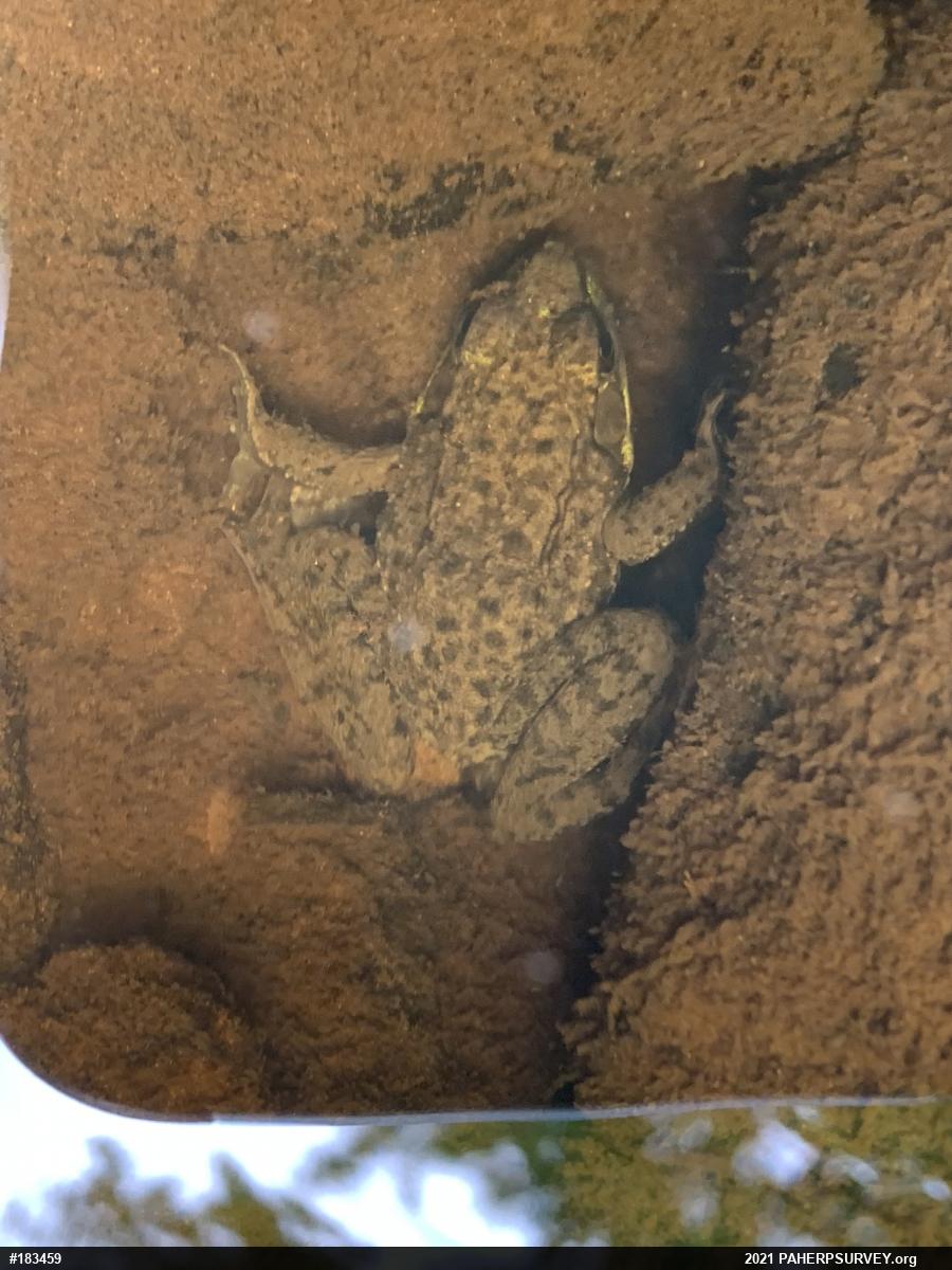 Green Frog