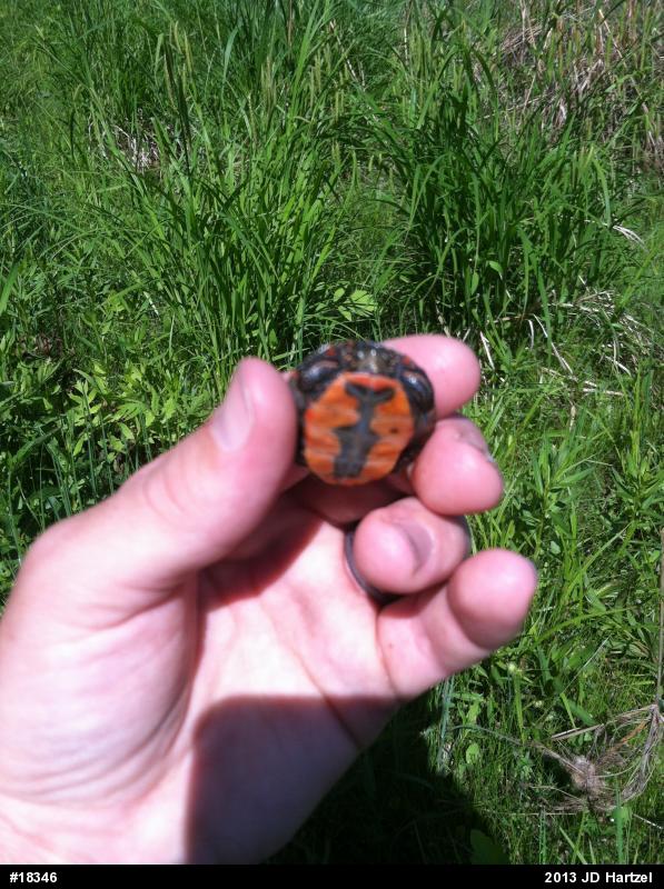 Painted Turtle
