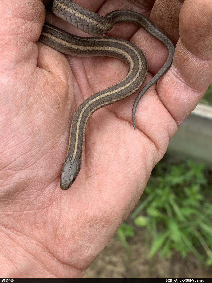 Shorthead Gartersnake