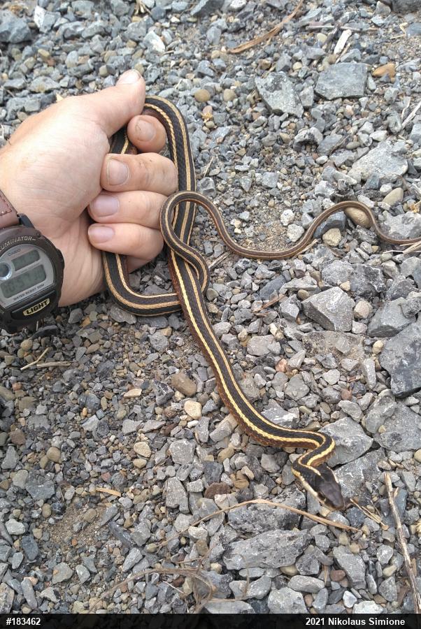 Northern Ribbonsnake