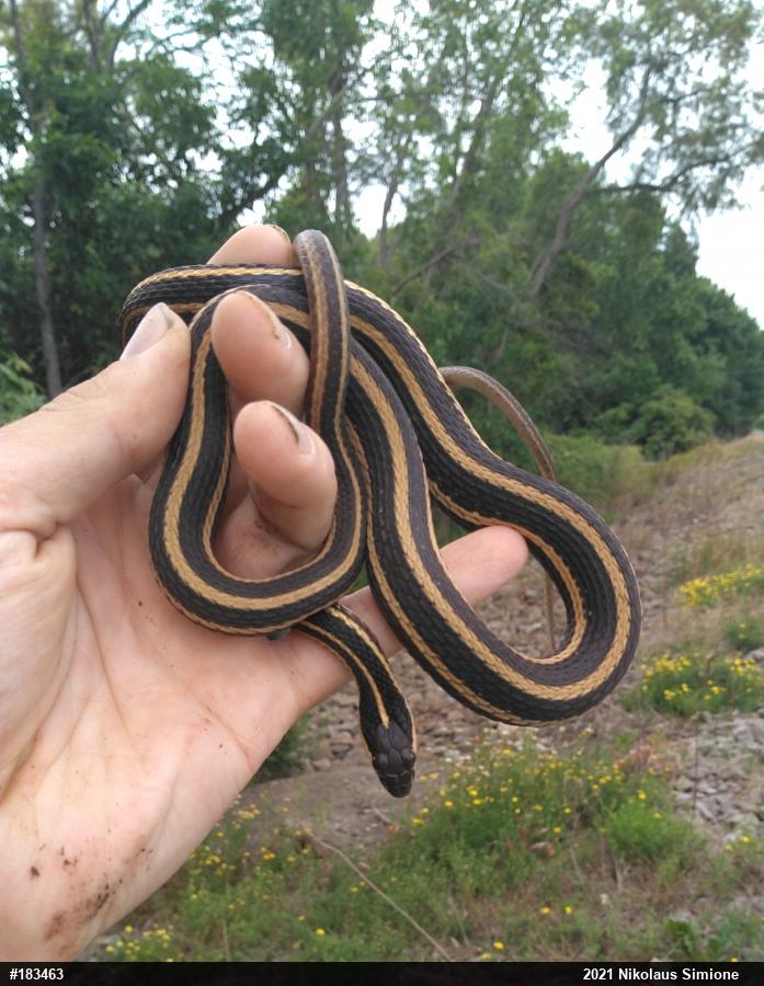 Northern Ribbonsnake