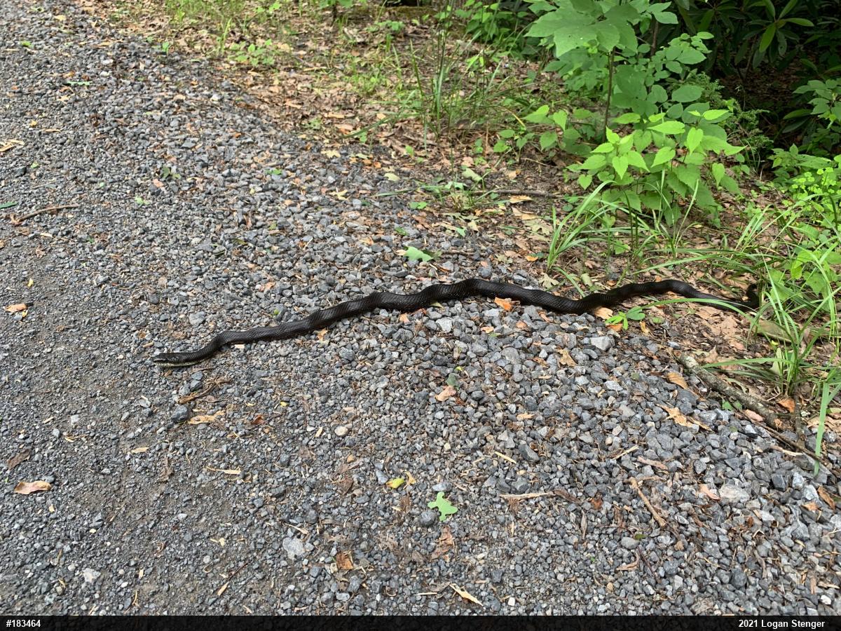 Eastern Ratsnake