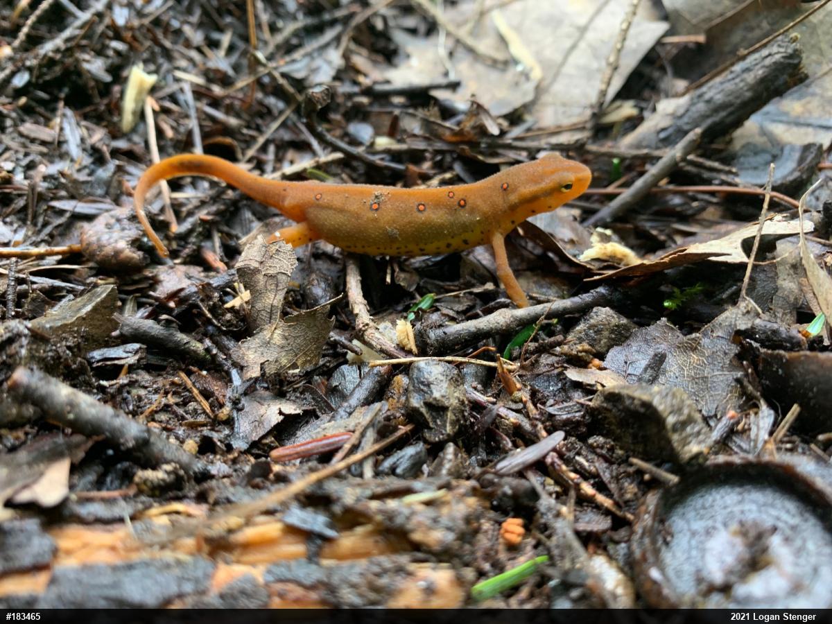 Red-spotted Newt