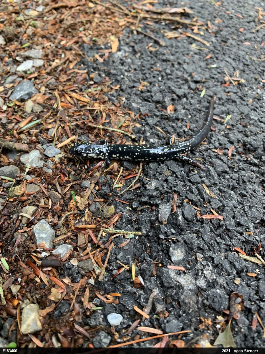Northern Slimy Salamander