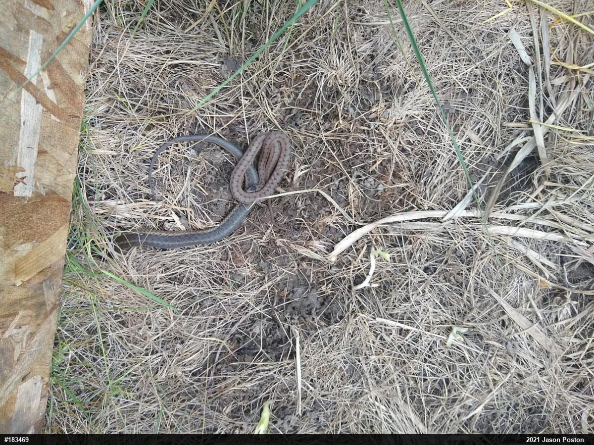 Dekay's Brownsnake