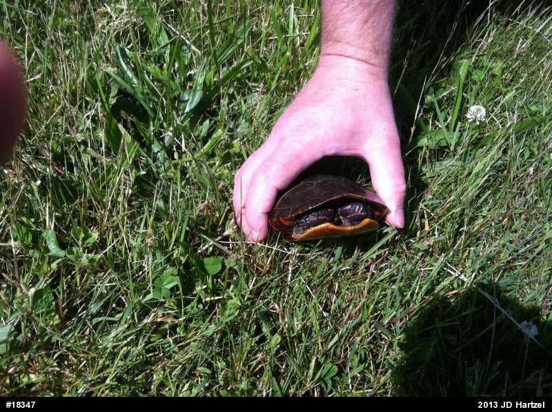 Painted Turtle