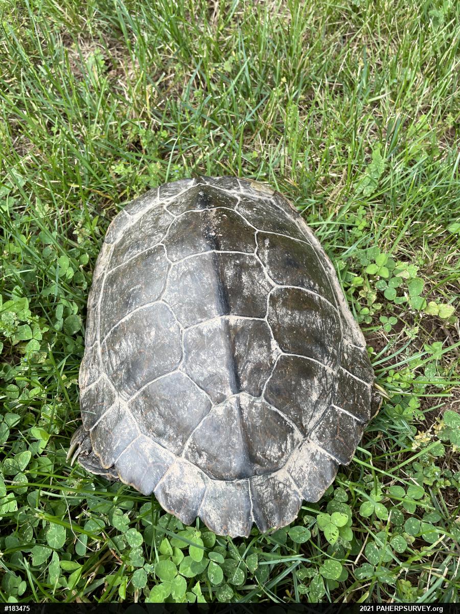 Northern Map Turtle