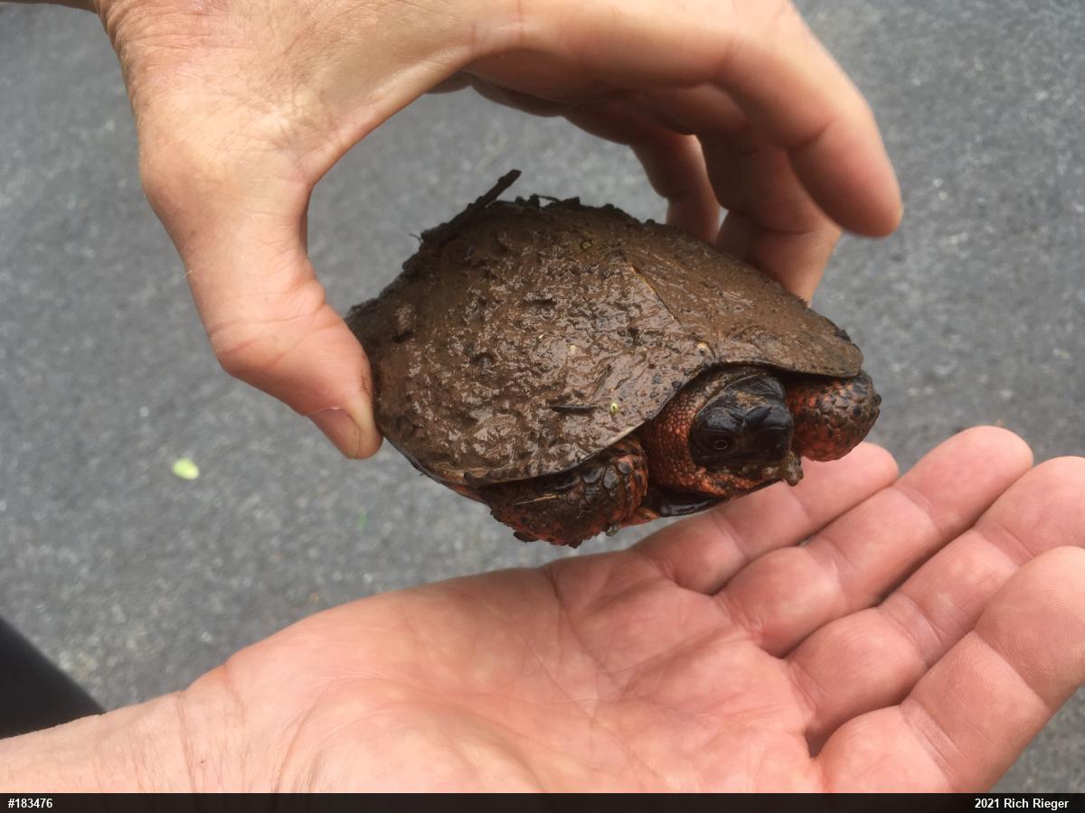 Wood Turtle