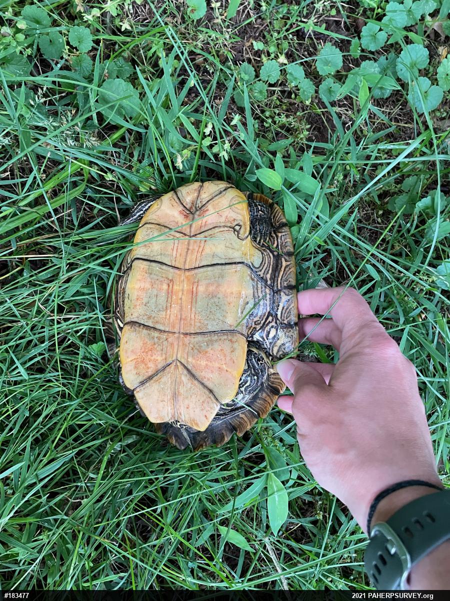 Northern Map Turtle
