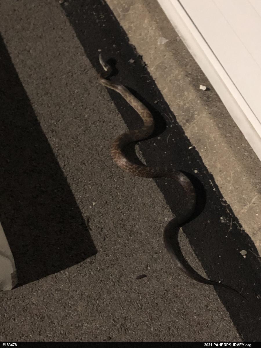 Eastern Ratsnake