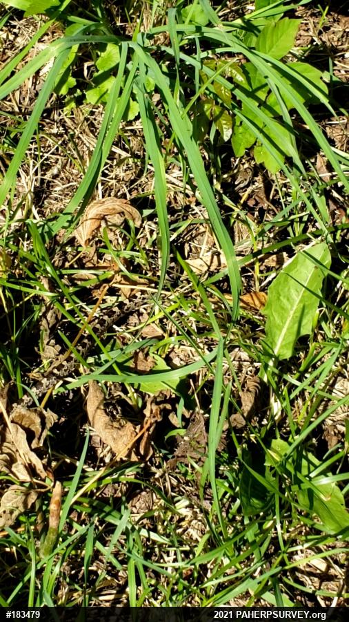 Eastern Ratsnake