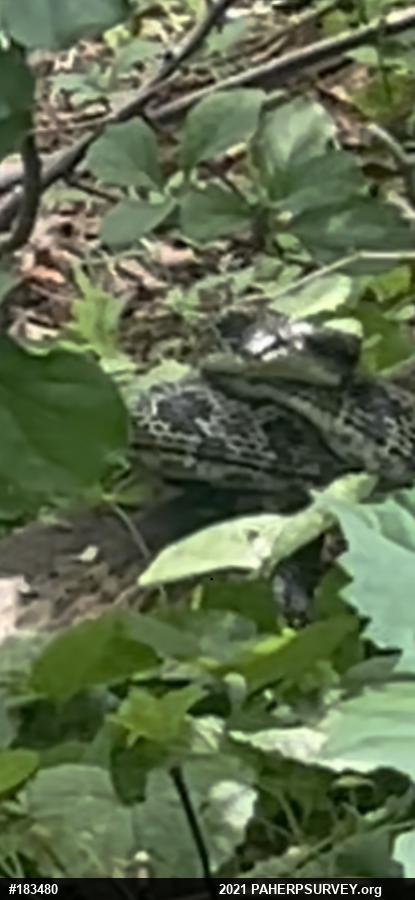 Eastern Ratsnake