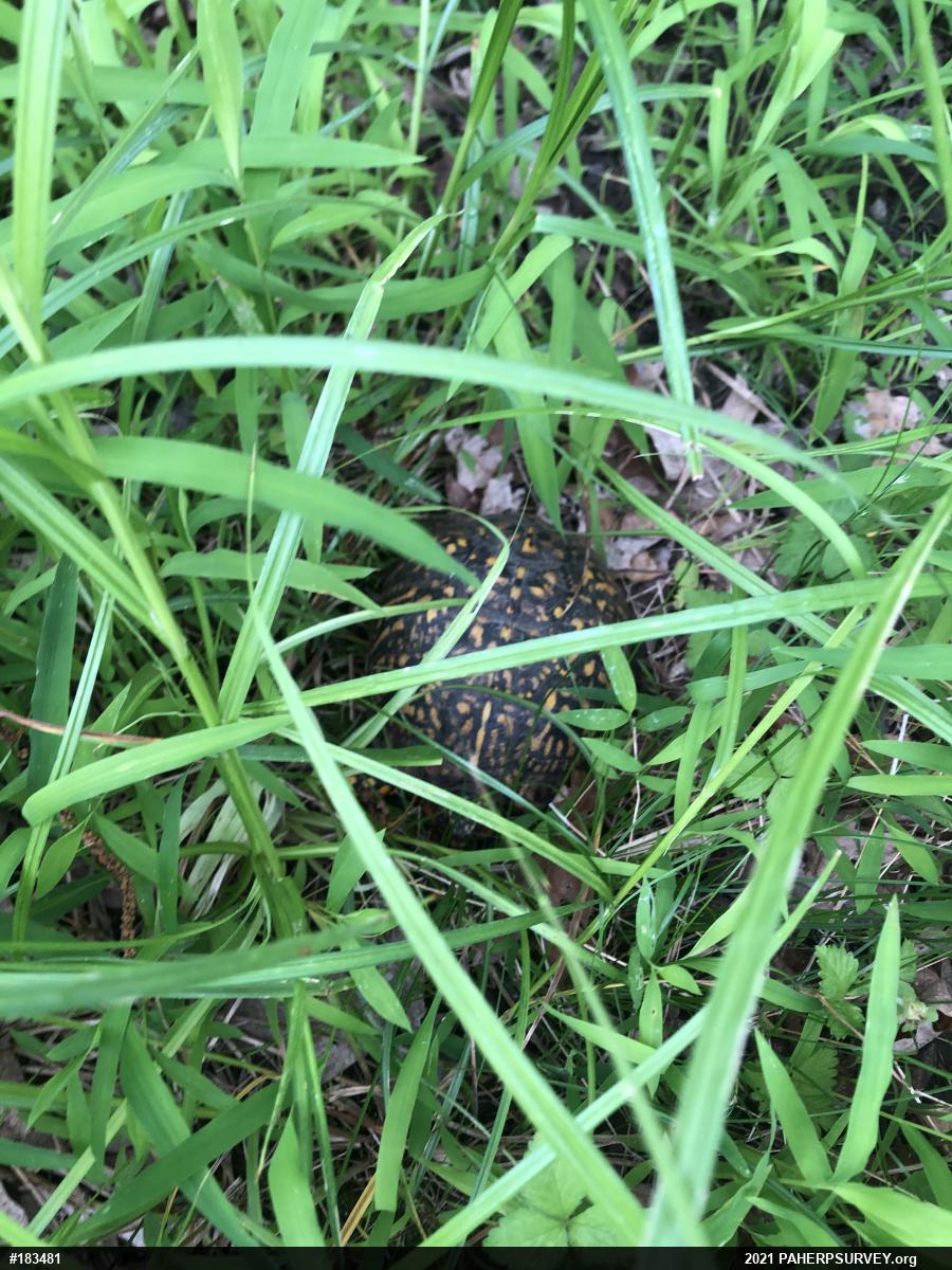 Eastern Box Turtle