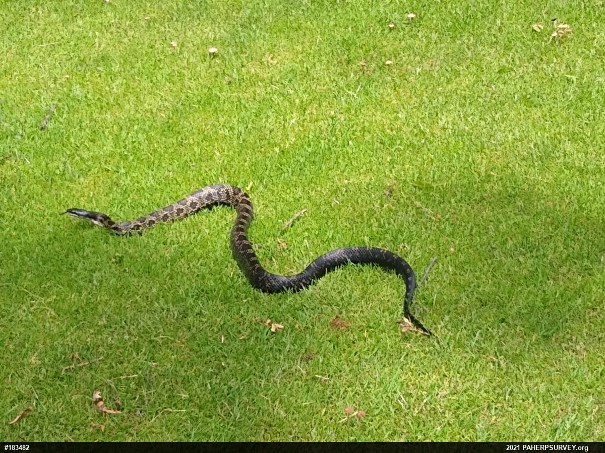 Eastern Ratsnake