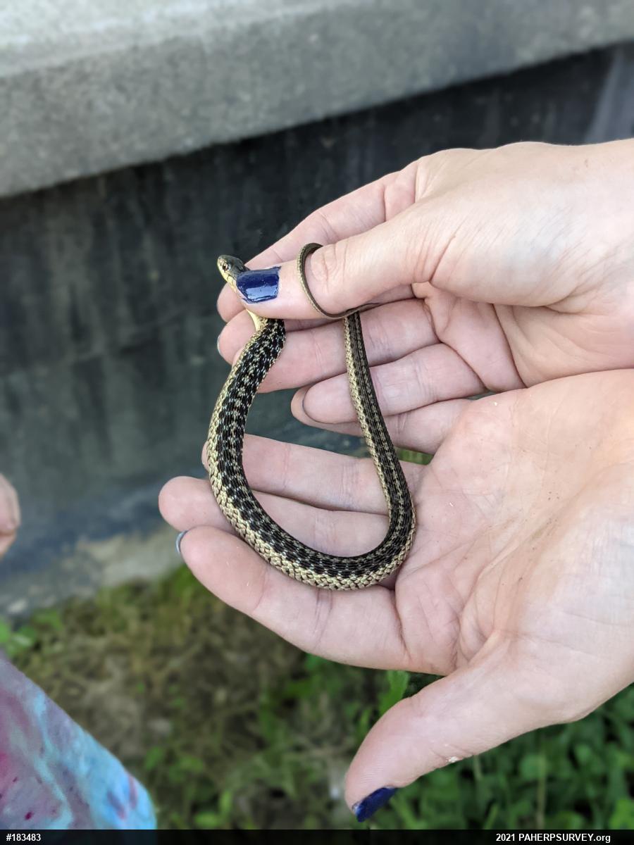 Eastern Gartersnake