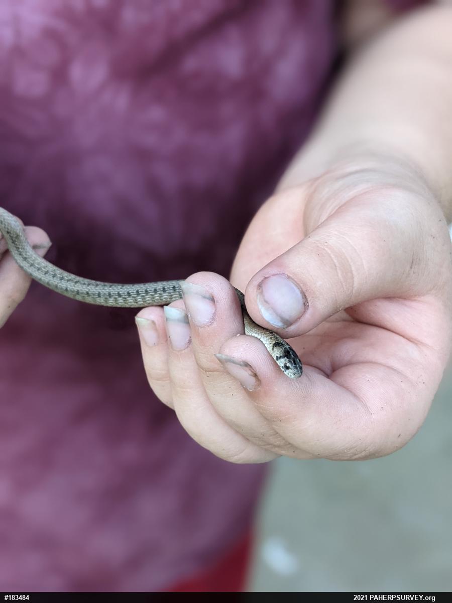 Dekay's Brownsnake