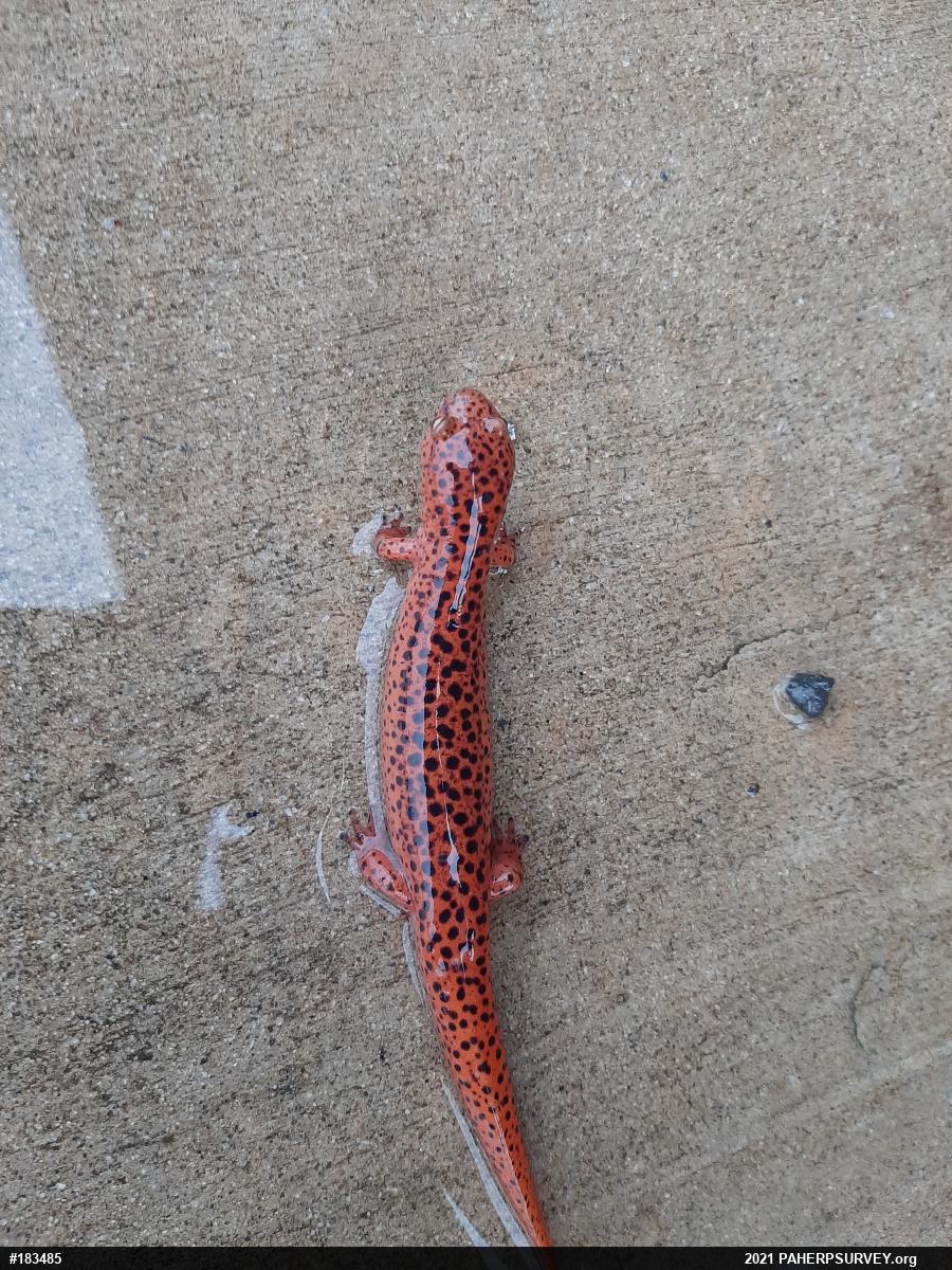 Northern Red Salamander