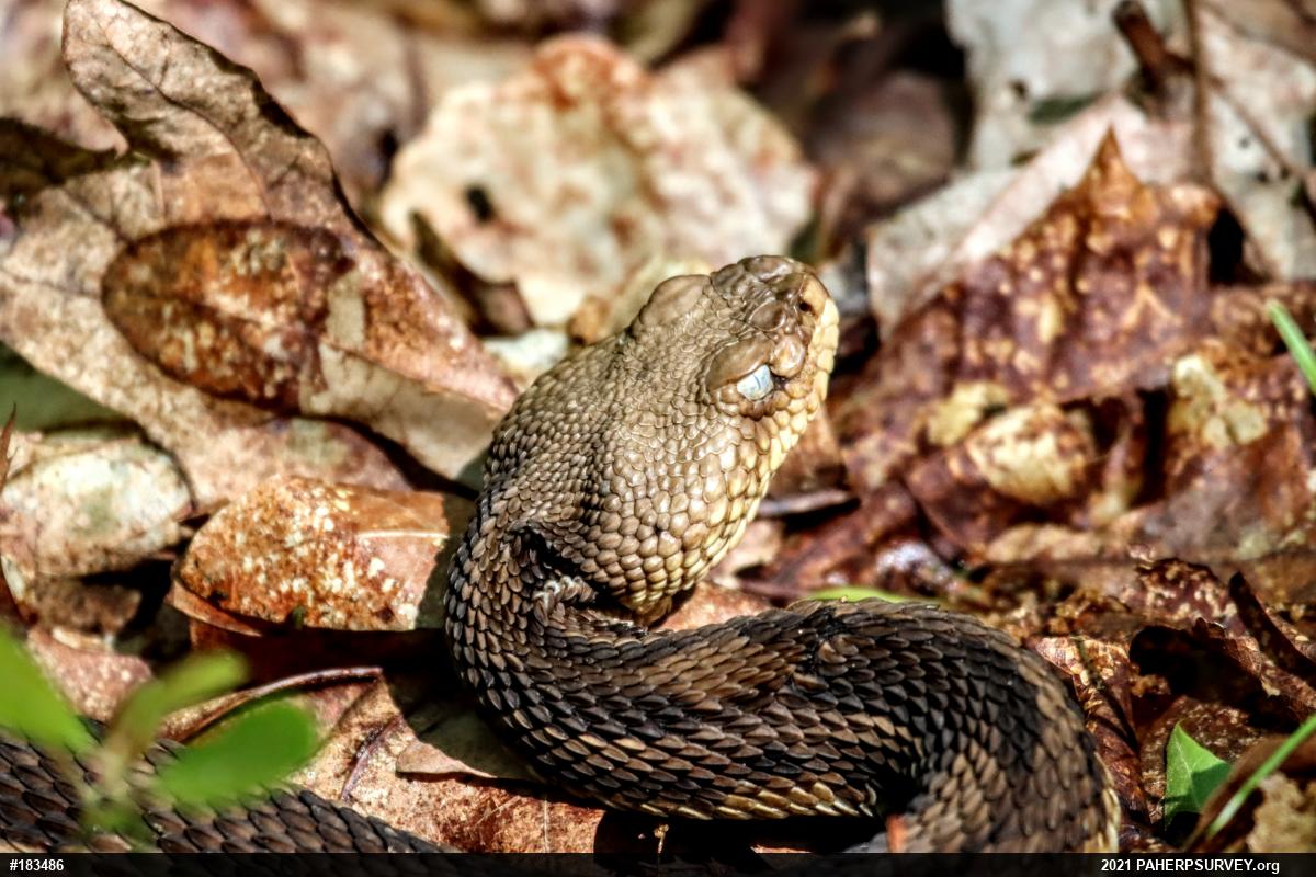 Timber Rattlesnake