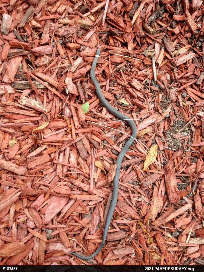 Northern Ring-necked Snake