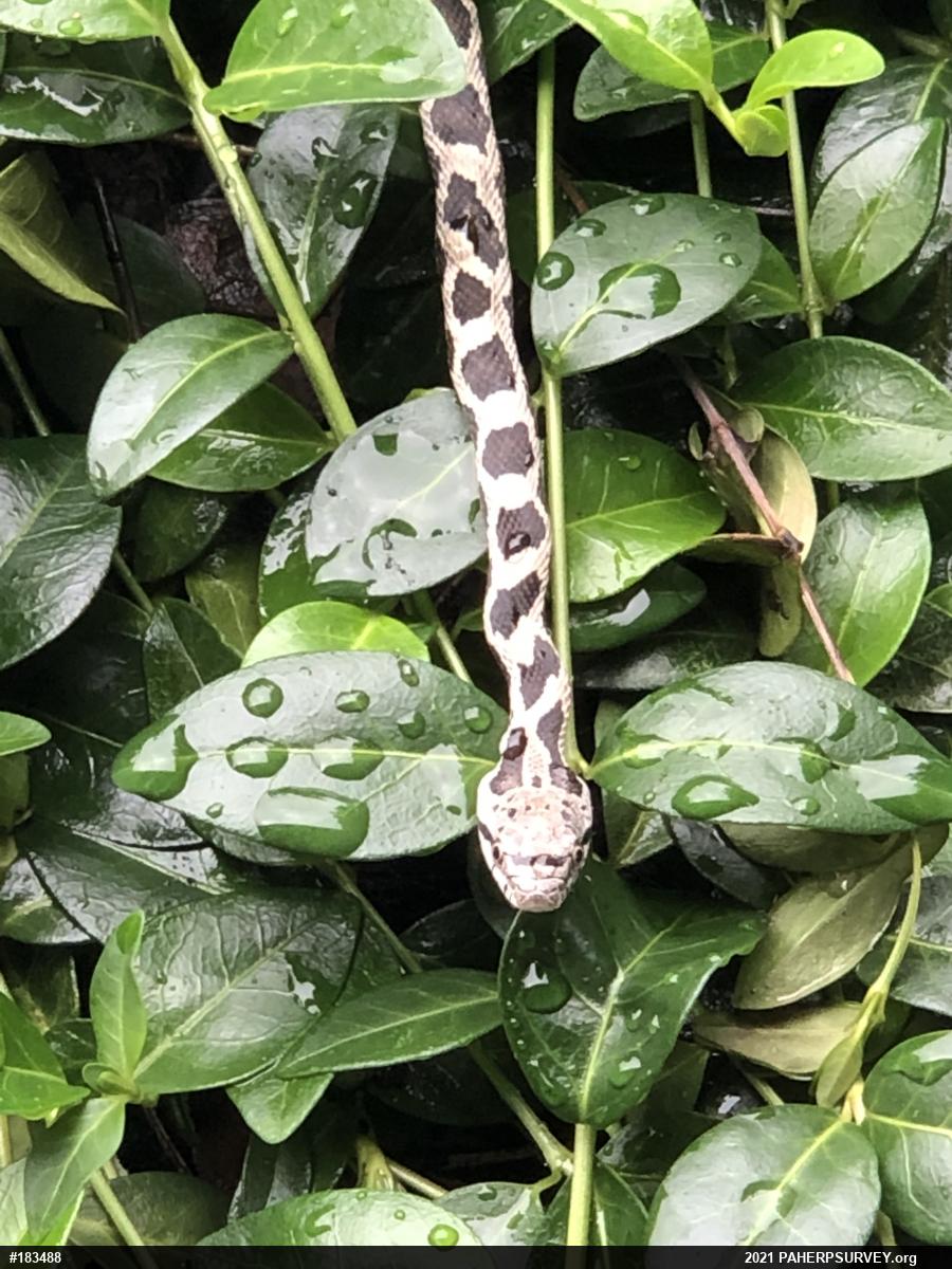Eastern Ratsnake