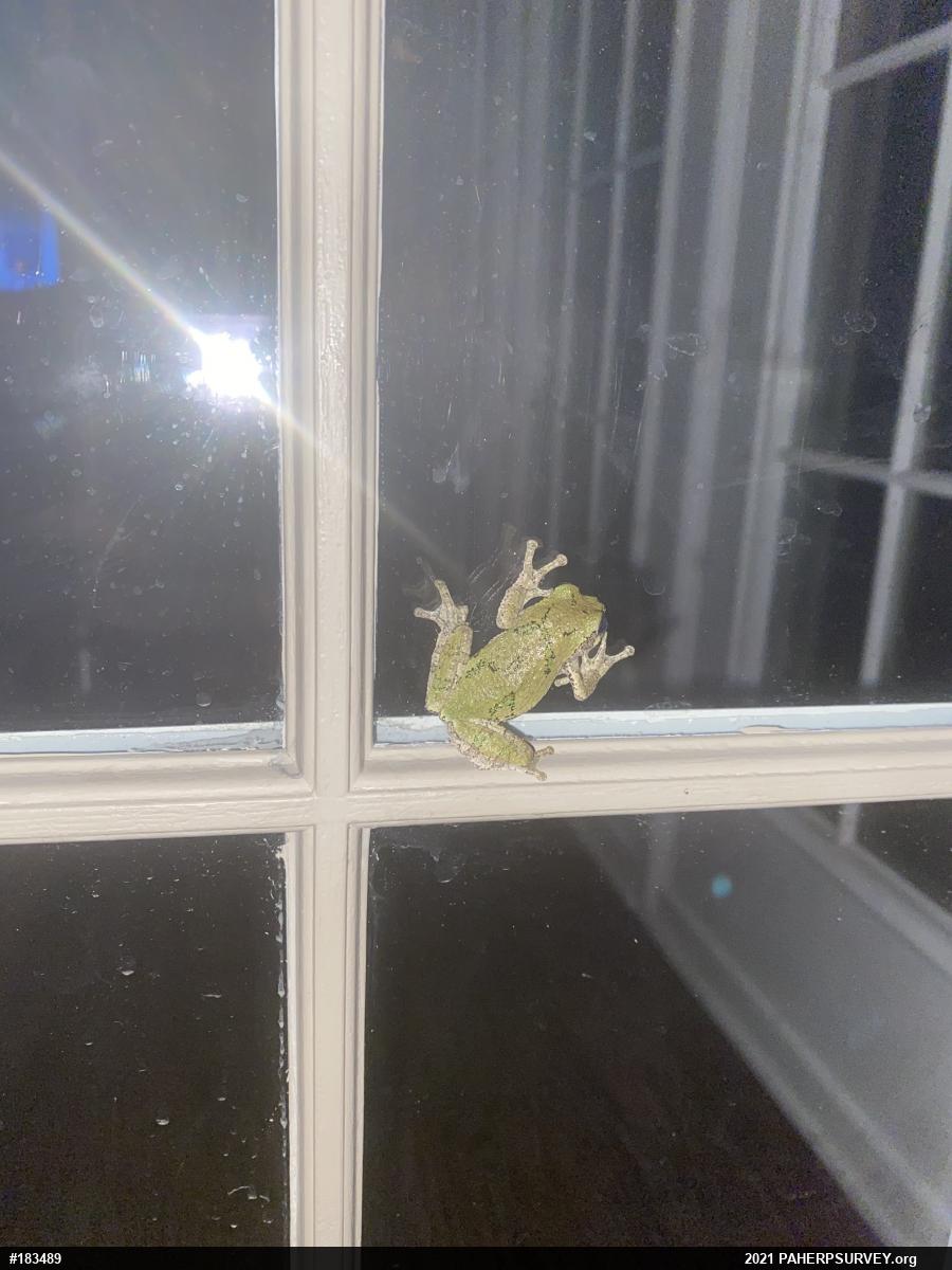 Unknown Gray Treefrog
