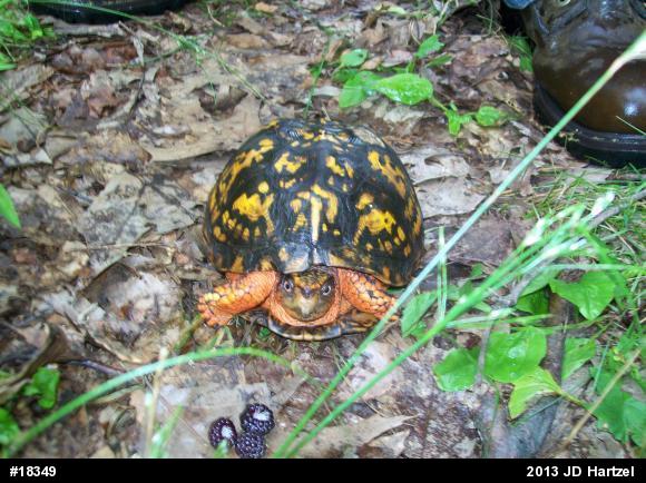 Eastern Box Turtle