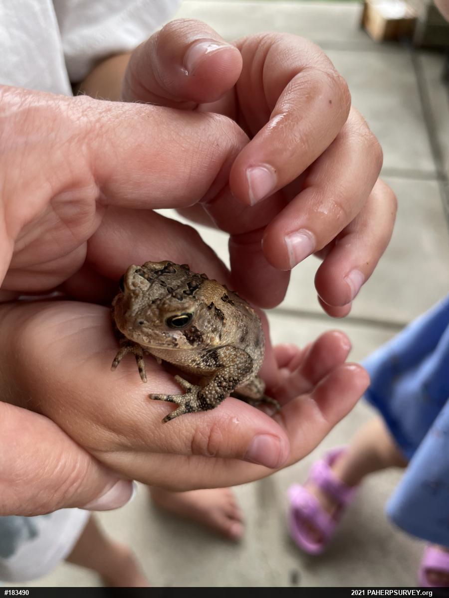 Eastern American Toad