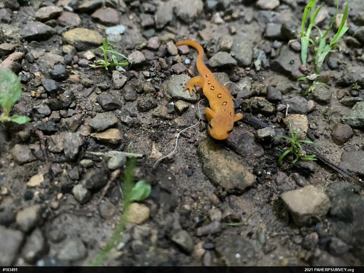 Red-spotted Newt