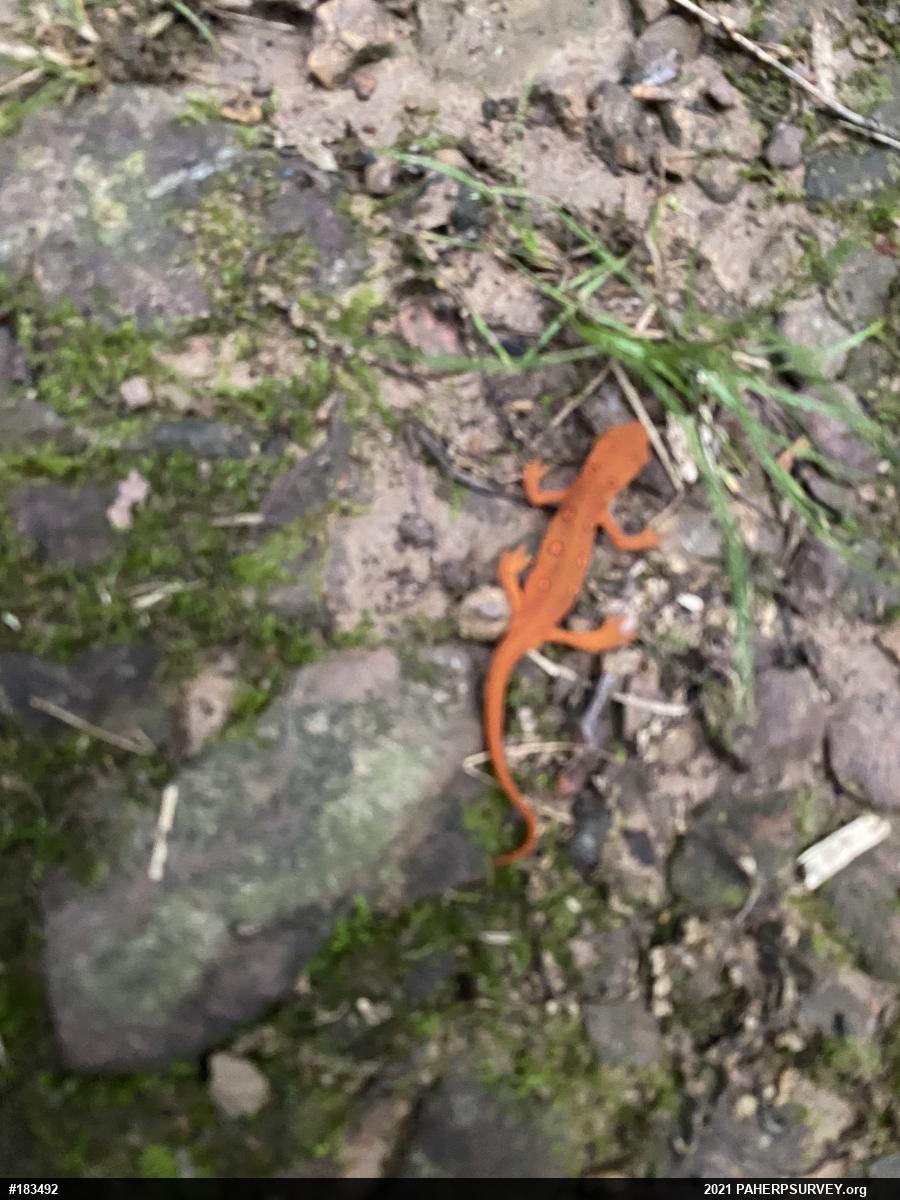 Red-spotted Newt