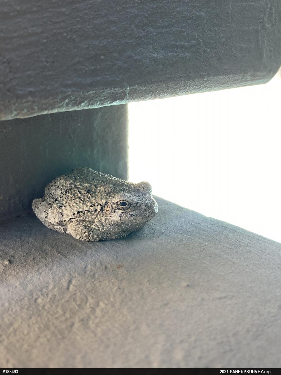 Unknown Gray Treefrog