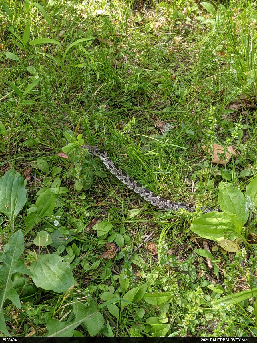 Eastern Ratsnake