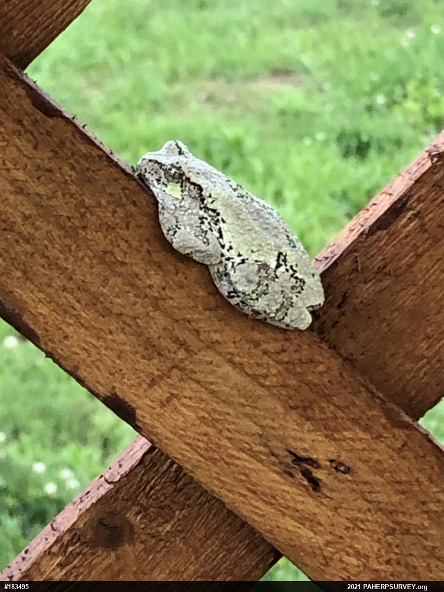 Unknown Gray Treefrog