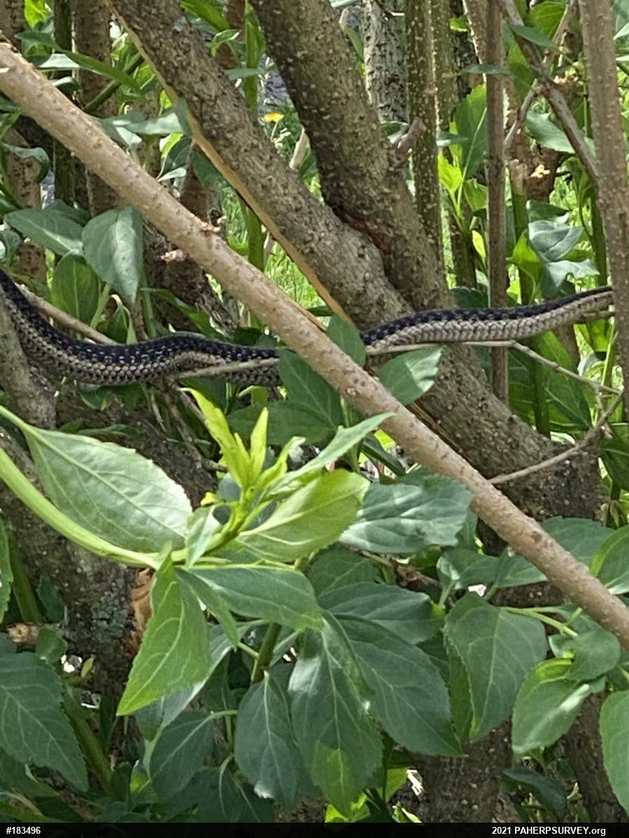 Eastern Gartersnake