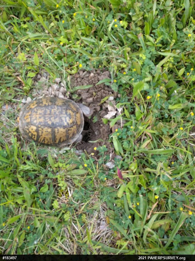 Eastern Box Turtle