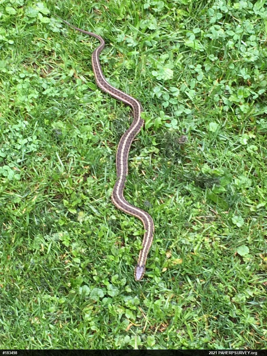 Eastern Gartersnake