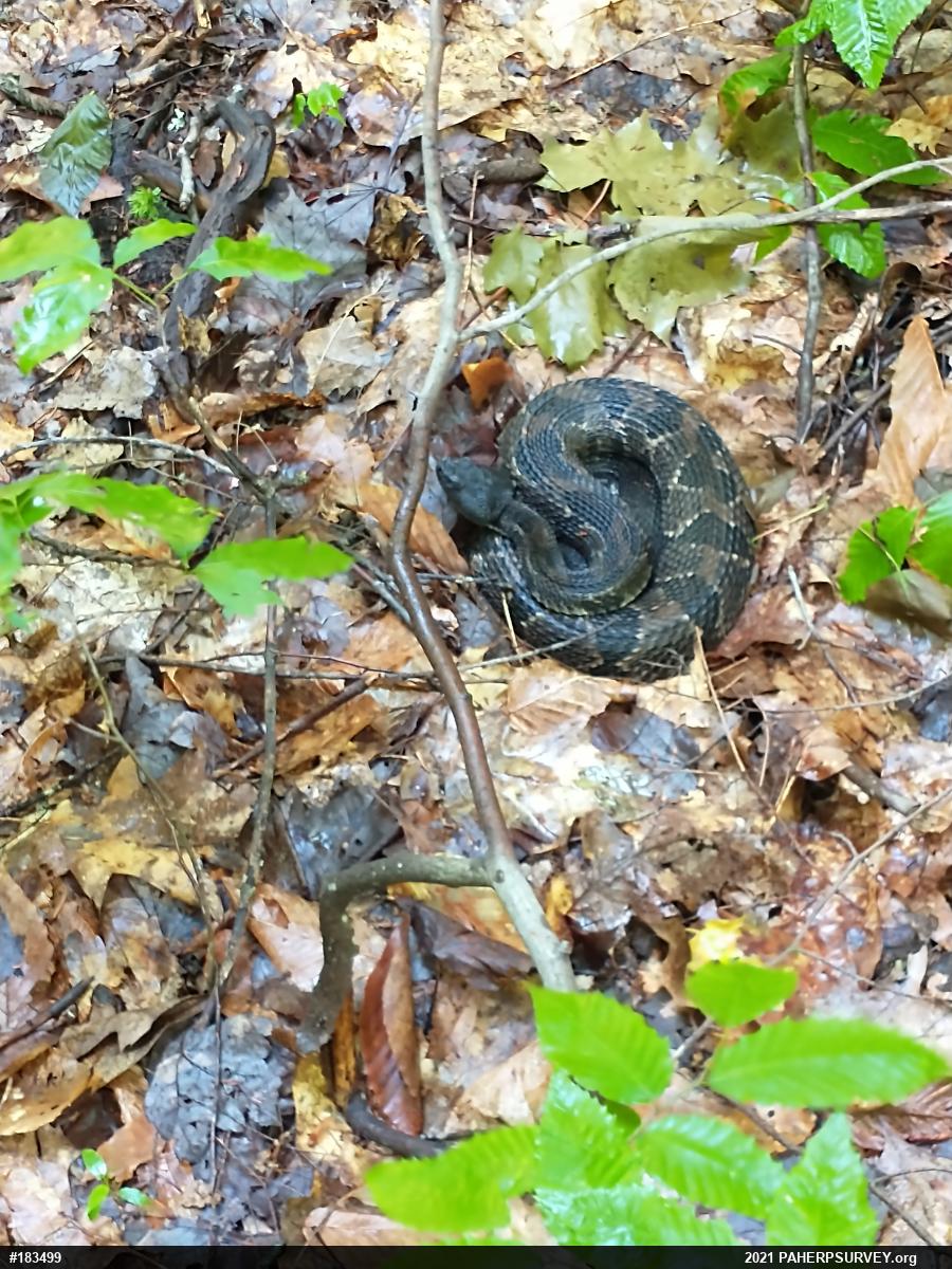 Timber Rattlesnake