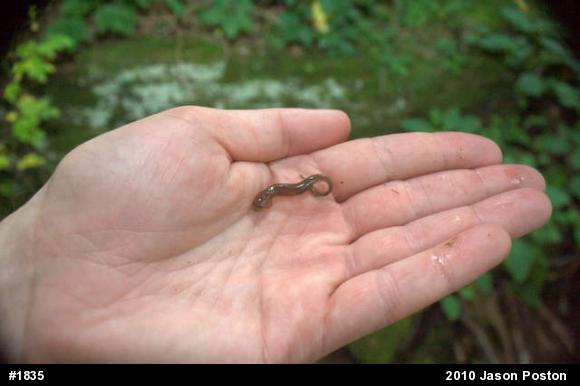 Northern Spring Salamander